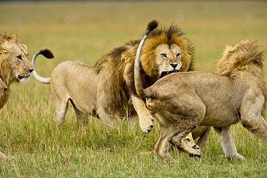 B社官网代码藏玄机  《上古卷轴4》重制版即将公布